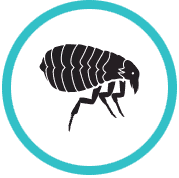 Green and white icon for Flee & Tick Control